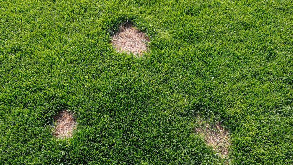 Co sprzyja rozwojowi chorób Twojego trawnika?