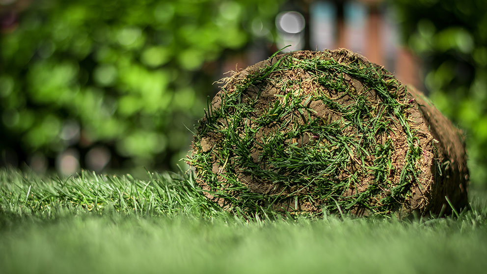 Blog - Ile kosztuje założenie trawnika z rolki